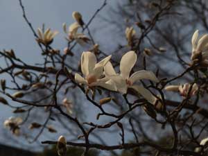 博物館前の文化公園でコブシ開花
