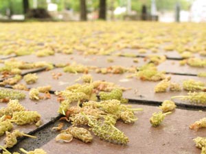 イチョウの花がたくさん落ちてました