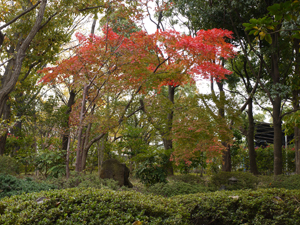 博物館中庭の紅葉