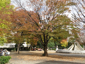文化公園のケヤキ