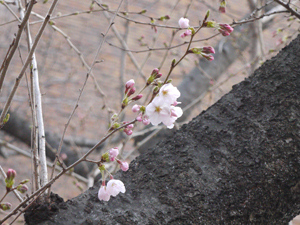 博物館西側の桜