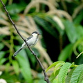 2016.06.17平塚シジュウカラ幼鳥(撮影 岡根武彦)