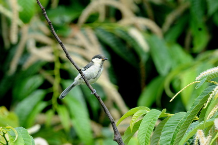 2016.06.17平塚シジュウカラ幼鳥(撮影 岡根武彦)