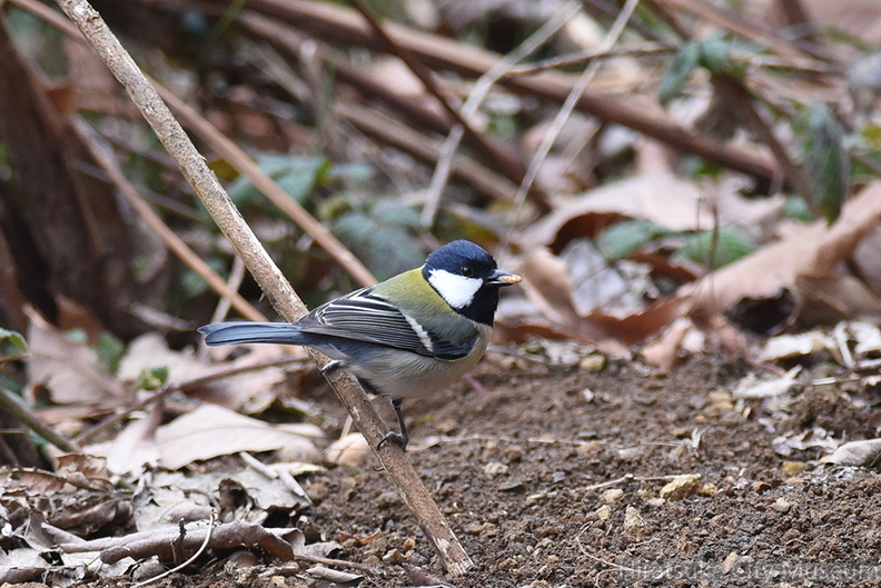 2016.02.12平塚シジュウカラ(撮影 岡根武彦).jpg