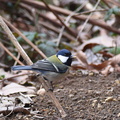 2016.02.12平塚シジュウカラ(撮影 岡根武彦)