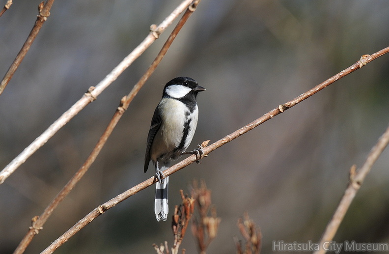 2010.01.20平塚シジュウカラ♀(撮影 岡根武彦).jpg