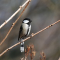 2010.01.20平塚シジュウカラ♀(撮影 岡根武彦)