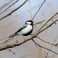 2011.02.21平塚シジュウカラ♂(撮影 岡根武彦)