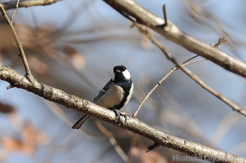 2010.01.20平塚シジュウカラ♂(撮影 岡根武彦).jpg