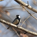2010.01.20平塚シジュウカラ♂(撮影 岡根武彦)