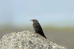 2007.03.28平塚イソヒヨドリ♀2(撮影 岡根武彦)