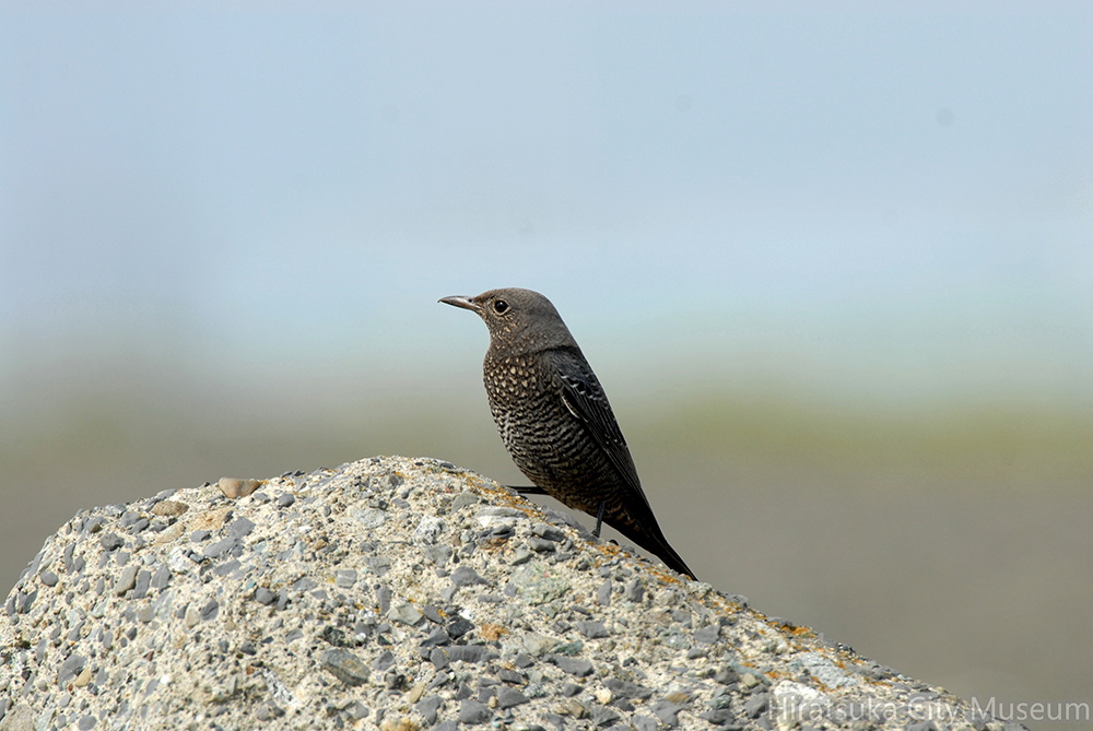 2007.03.28平塚イソヒヨドリ♀2(撮影 岡根武彦)