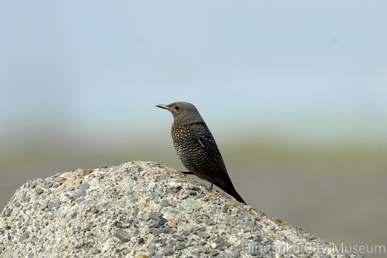 2007.03.28平塚イソヒヨドリ♀2(撮影 岡根武彦).jpg