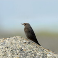 2007.03.28平塚イソヒヨドリ♀2(撮影 岡根武彦)