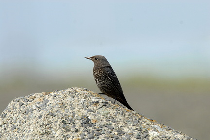2007.03.28平塚イソヒヨドリ♀2(撮影 岡根武彦)