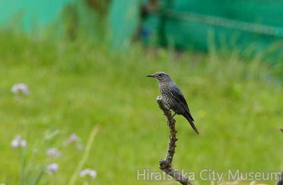 2015.04.22平塚イソヒヨドリ♀(撮影 岡根武彦)