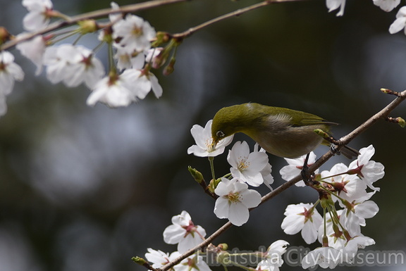 2018.03.24平塚メジロ(撮影 岡根武彦)