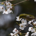 2018.03.24平塚メジロ(撮影 岡根武彦)