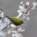 2010.03.08平塚メジロ(撮影 岡根武彦)