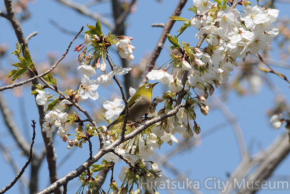 2012.04.08平塚メジロ(撮影 岡根武彦)
