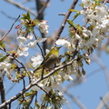 2012.04.08平塚メジロ(撮影 岡根武彦)