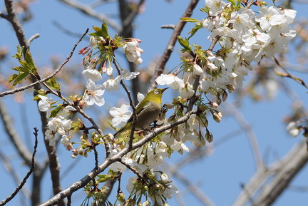 2012.04.08平塚メジロ(撮影 岡根武彦)