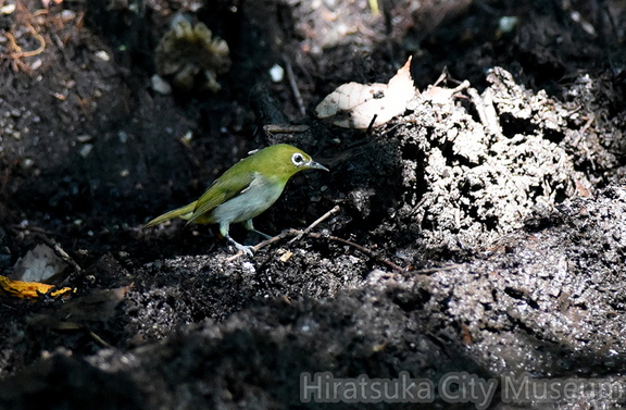 2015.07.10平塚メジロ幼鳥(撮影 岡根武彦)