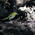 2015.07.10平塚メジロ幼鳥(撮影 岡根武彦)