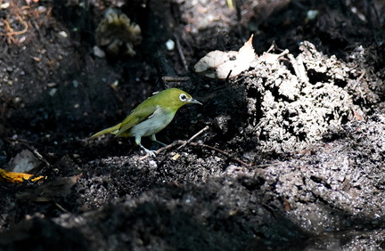 2015.07.10平塚メジロ幼鳥(撮影 岡根武彦)