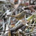 2016.01.07平塚ウグイス(撮影 岡根武彦)
