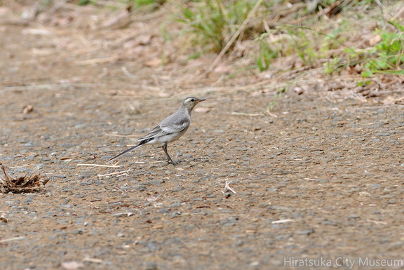 2016.06.20平塚ハクセキレイ幼鳥(撮影 岡根武彦)