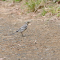 2016.06.20平塚ハクセキレイ幼鳥(撮影 岡根武彦)