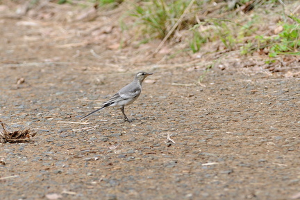 2016.06.20平塚ハクセキレイ幼鳥(撮影 岡根武彦)