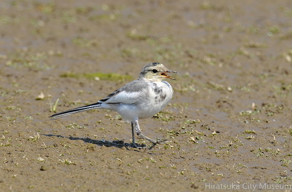 2009.07.15平塚ハクセキレイ幼鳥(撮影 岡根武彦)
