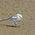 2009.07.15平塚ハクセキレイ幼鳥(撮影 岡根武彦)
