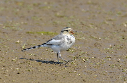 2009.07.15平塚ハクセキレイ幼鳥(撮影 岡根武彦)