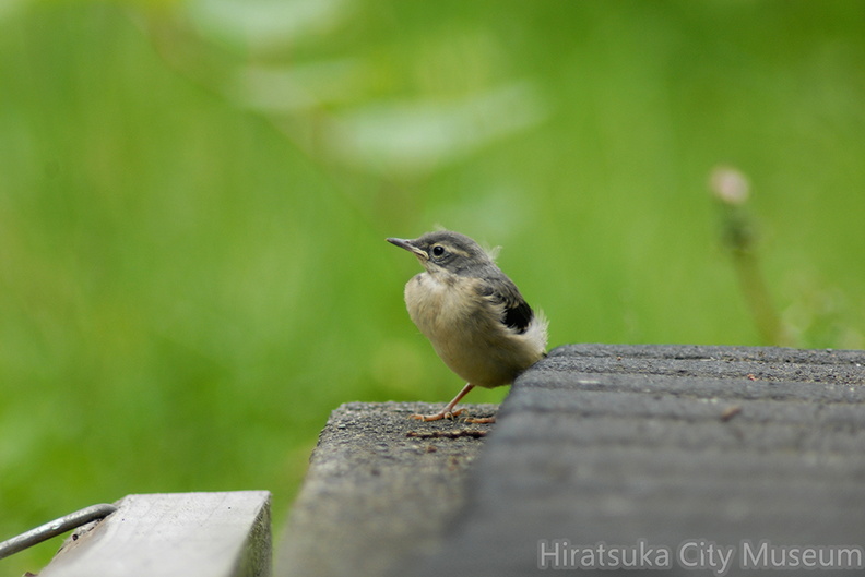 2006.6.14丹沢キセキレイ幼鳥(撮影 岡根武彦).jpg