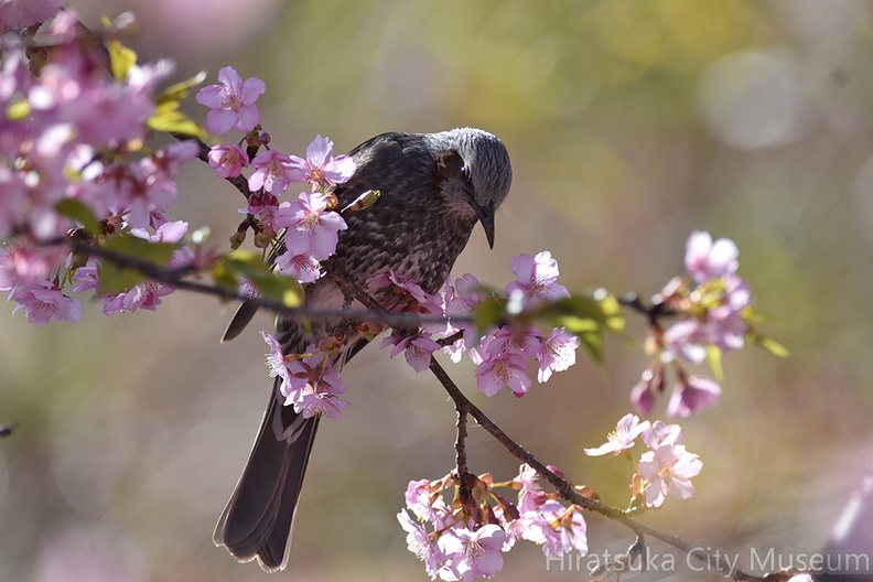2016.02.26平塚ヒヨドリ(撮影 岡根武彦).jpg