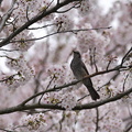 2016.04.08平塚ヒヨドリ(撮影 岡根武彦)