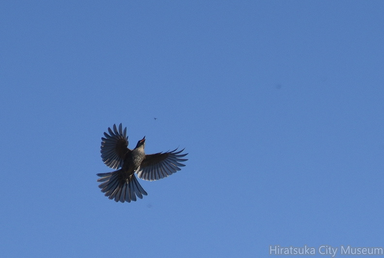 2016.11.22平塚ヒヨドリ(撮影 岡根武彦).jpg