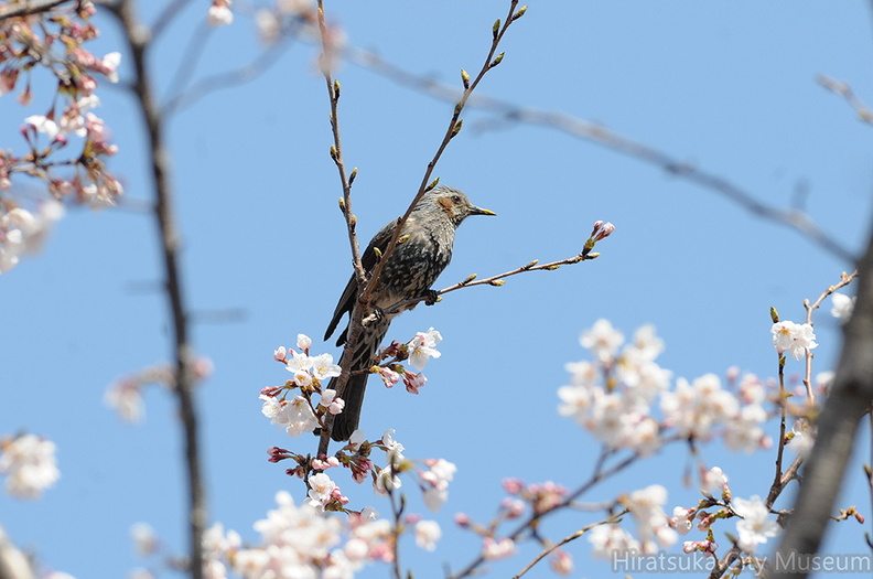 2012.04.08平塚ヒヨドリ(撮影 岡根武彦).jpg