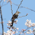 2012.04.08平塚ヒヨドリ(撮影 岡根武彦)