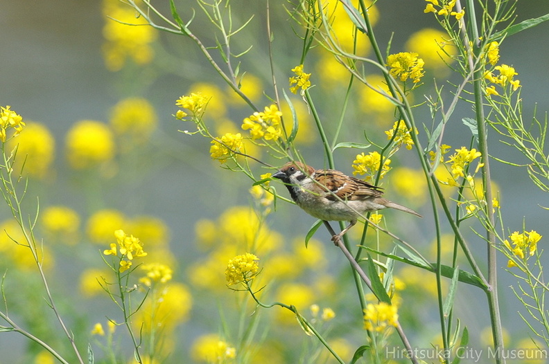 2015.04.24平塚スズメ(撮影 岡根武彦).jpg