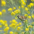 2015.04.24平塚スズメ(撮影 岡根武彦)