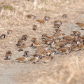 2011.01.22平塚スズメ(撮影 岡根武彦)