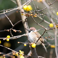 2013.01.24平塚スズメ2(撮影 岡根武彦)
