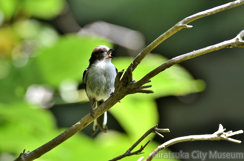 2018.05.24平塚エナガ幼鳥(撮影 岡根武彦).jpg