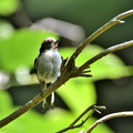 2018.05.24平塚エナガ幼鳥(撮影 岡根武彦)