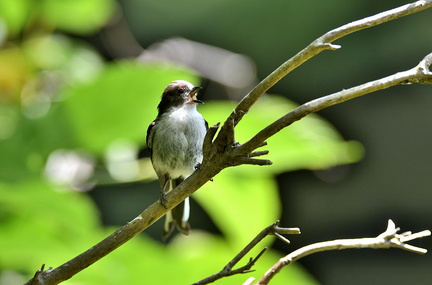 2018.05.24平塚エナガ幼鳥(撮影 岡根武彦)