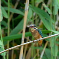 2000.01.14平塚カワセミ♀1(撮影 岡根武彦)